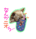 ヨーキー×シーズー犬《CORO》スタンプ（個別スタンプ：27）