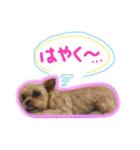 ヨーキー×シーズー犬《CORO》スタンプ（個別スタンプ：28）