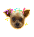 ヨーキー×シーズー犬《CORO》スタンプ（個別スタンプ：30）
