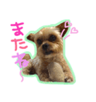 ヨーキー×シーズー犬《CORO》スタンプ（個別スタンプ：31）