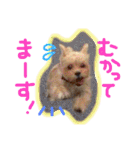 ヨーキー×シーズー犬《CORO》スタンプ（個別スタンプ：32）