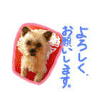 ヨーキー×シーズー犬《CORO》スタンプ（個別スタンプ：33）