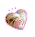 ヨーキー×シーズー犬《CORO》スタンプ（個別スタンプ：34）