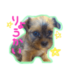 ヨーキー×シーズー犬《CORO》スタンプ（個別スタンプ：35）