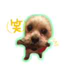 ヨーキー×シーズー犬《CORO》スタンプ（個別スタンプ：36）