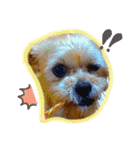 ヨーキー×シーズー犬《CORO》スタンプ（個別スタンプ：38）