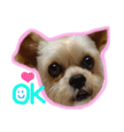 ヨーキー×シーズー犬《CORO》スタンプ（個別スタンプ：39）