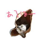 チャイクレ ペッパー（個別スタンプ：1）