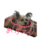 チャイクレ ペッパー（個別スタンプ：3）