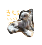 チャイクレ ペッパー（個別スタンプ：6）