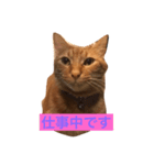 仕事中の猫が使う？！（個別スタンプ：1）