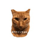 仕事中の猫が使う？！（個別スタンプ：3）