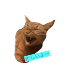 仕事中の猫が使う？！（個別スタンプ：4）