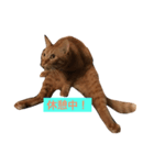 仕事中の猫が使う？！（個別スタンプ：5）