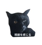 仕事中の猫が使う？！（個別スタンプ：6）