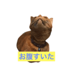 仕事中の猫が使う？！（個別スタンプ：8）