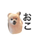 pomes（個別スタンプ：2）