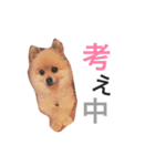 pomes（個別スタンプ：5）