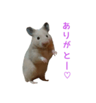 てんてんごんの日常（個別スタンプ：6）