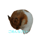 てんてんごんの日常（個別スタンプ：7）