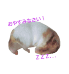 てんてんごんの日常（個別スタンプ：9）