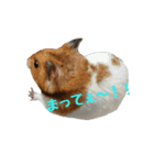 てんてんごんの日常（個別スタンプ：12）