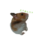 てんてんごんの日常（個別スタンプ：14）