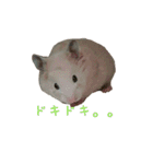 てんてんごんの日常（個別スタンプ：20）