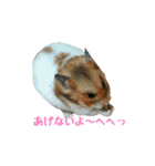 てんてんごんの日常（個別スタンプ：21）