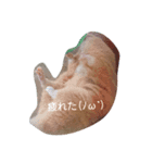 まつハム（個別スタンプ：6）