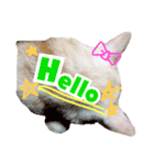 私の猫そら（個別スタンプ：2）