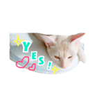 私の猫そら（個別スタンプ：3）