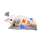 私の猫そら（個別スタンプ：4）