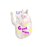 私の猫そら（個別スタンプ：7）
