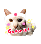 私の猫そら（個別スタンプ：8）