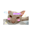 私の猫そら（個別スタンプ：10）