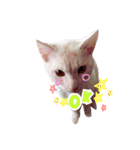 私の猫そら（個別スタンプ：14）