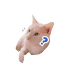私の猫そら（個別スタンプ：15）