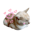 私の猫そら（個別スタンプ：16）