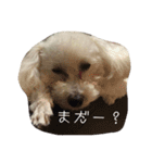 クリームちゃん（個別スタンプ：9）