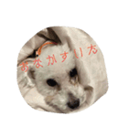 クリームちゃん（個別スタンプ：13）