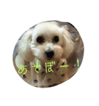 クリームちゃん（個別スタンプ：14）