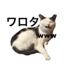 ルドとキョロとゆかいな仲間たち（個別スタンプ：3）