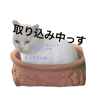 ルドとキョロとゆかいな仲間たち（個別スタンプ：6）