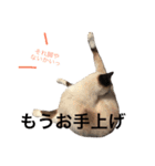 ルドとキョロとゆかいな仲間たち（個別スタンプ：9）