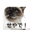 ルドとキョロとゆかいな仲間たち（個別スタンプ：12）