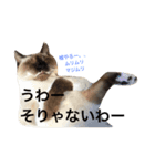 ルドとキョロとゆかいな仲間たち（個別スタンプ：24）