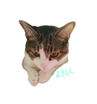 cutecat pon2（個別スタンプ：1）