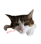 cutecat pon2（個別スタンプ：2）
