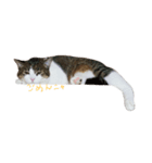 cutecat pon2（個別スタンプ：3）